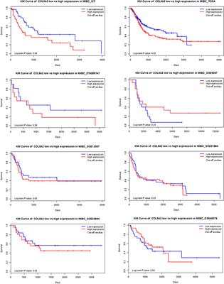 The Role of COL5A2 in Patients With Muscle-Invasive Bladder Cancer: A Bioinformatics Analysis of Public Datasets Involving 787 Subjects and 29 Cell Lines